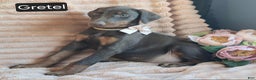 Doberman Pinscher dogs for sale: Gretel  - Ad 4