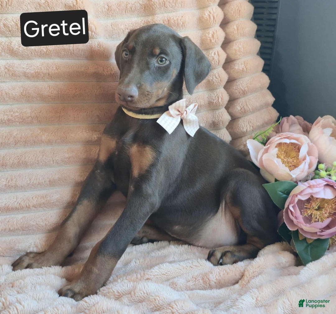 Doberman Pinscher dogs for sale: Gretel  - Ad 4
