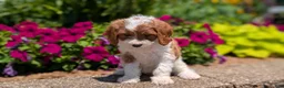 Cavapoo dogs for sale: Rena - Ad 4