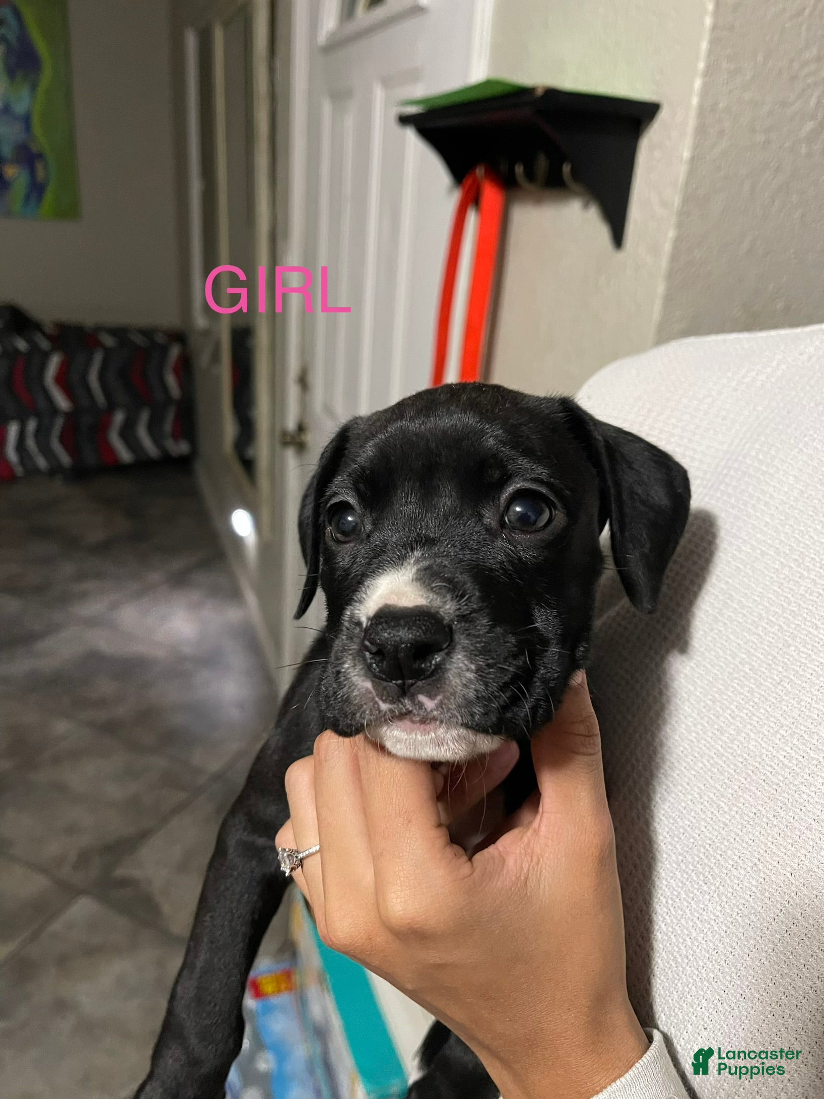 Mixed Breed dogs for sale: Mixed Breed 7 - Ad 32