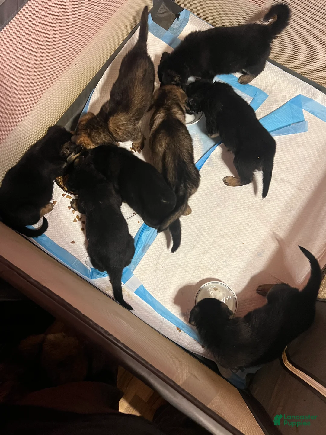 German Shepherd dogs for sale: German Shepherd 3 - Ad 11