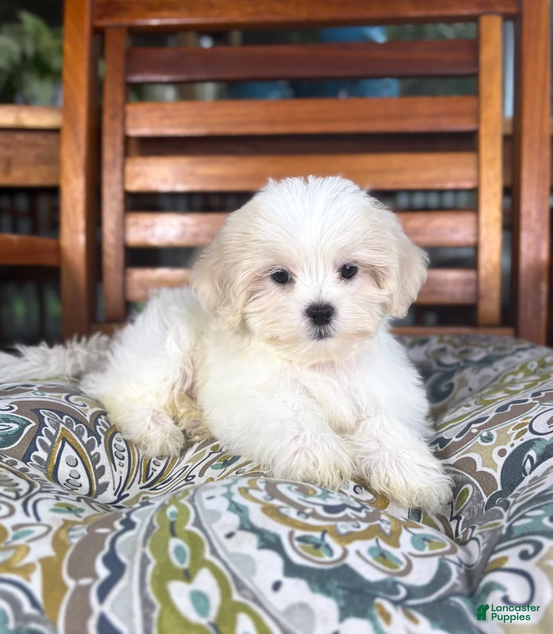 Malshi dogs for sale: Miles - Ad 2