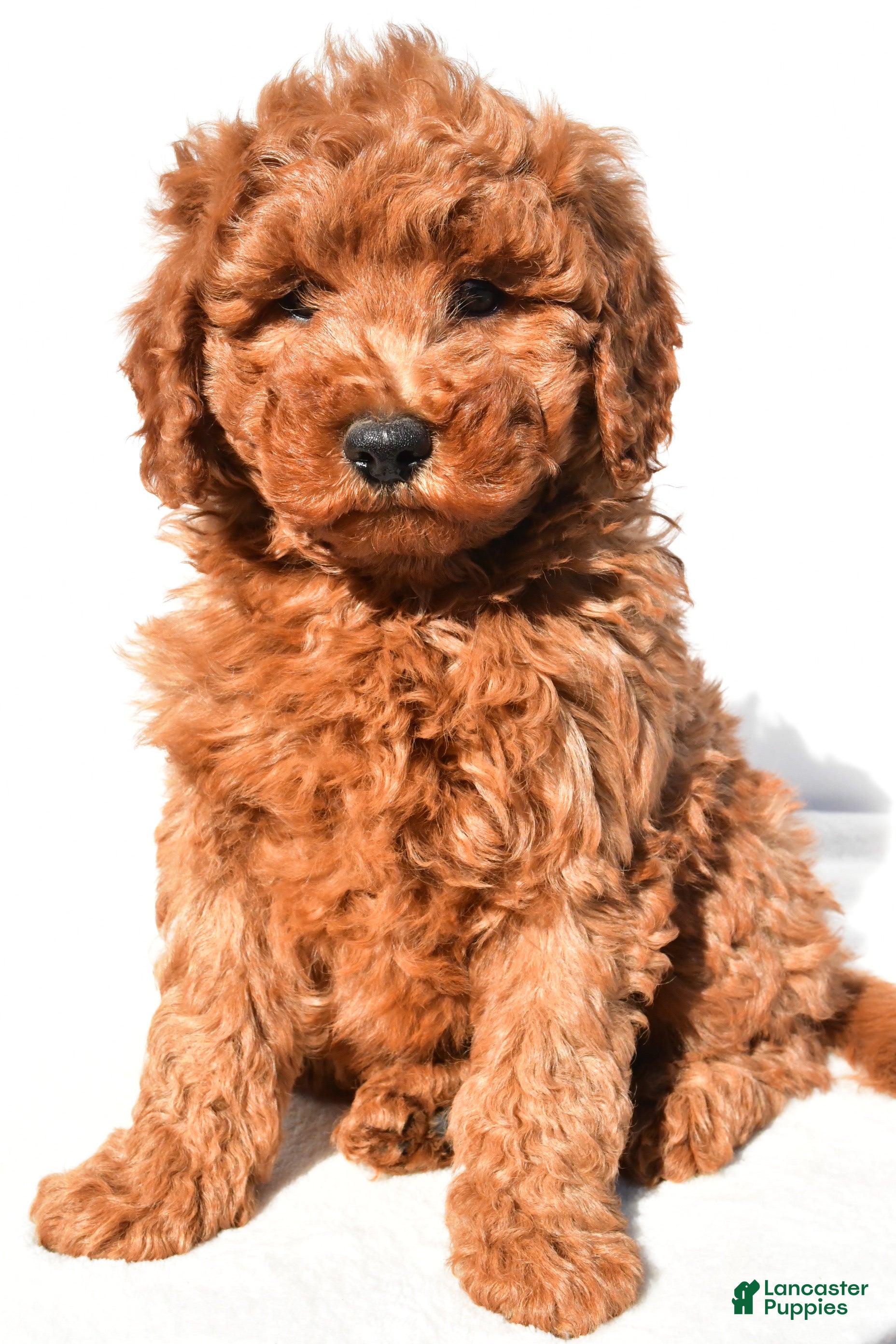 Mini Goldendoodle dogs Rosie - Ad 2