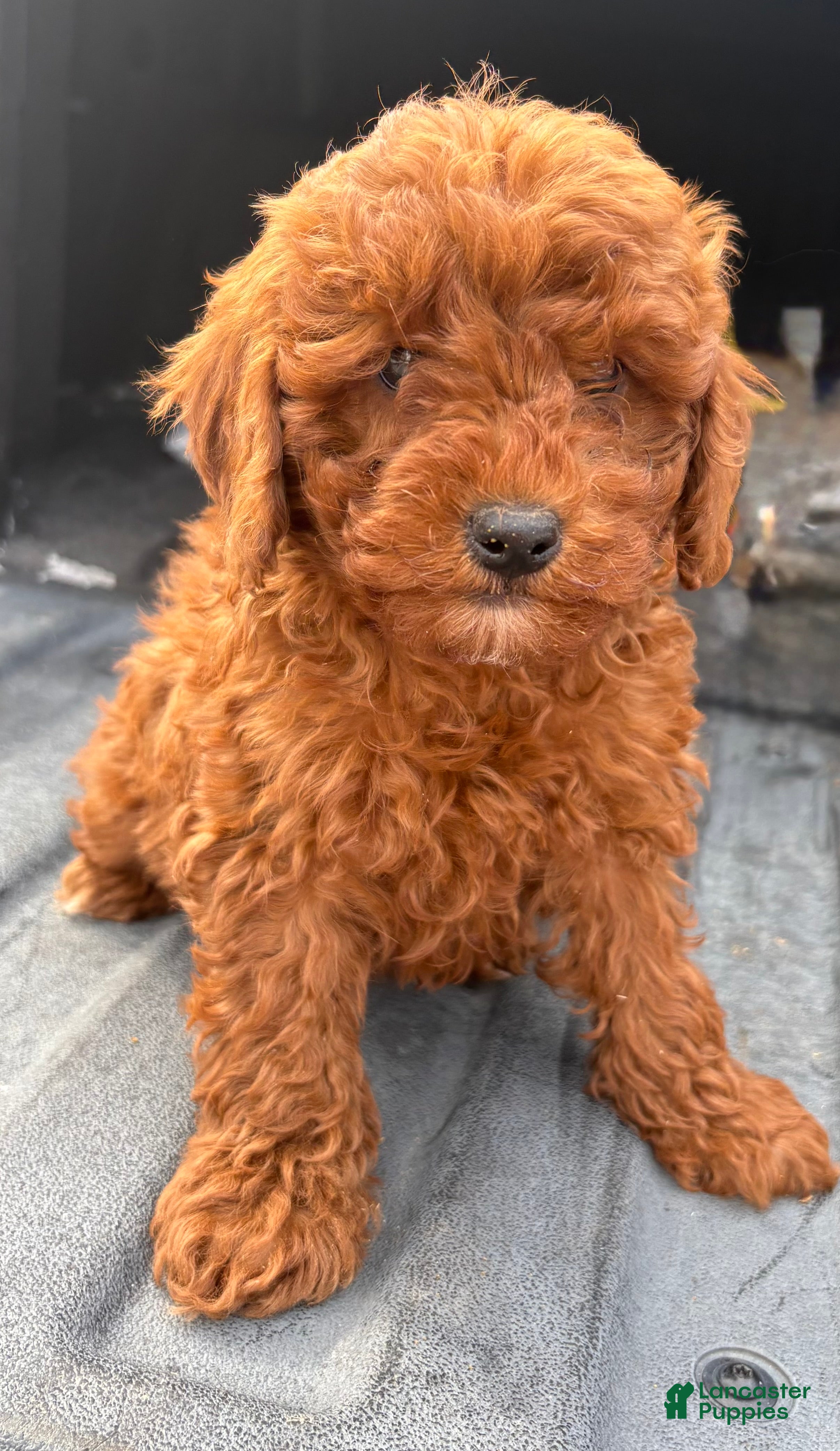 Mini Goldendoodle dogs Mini Goldendoodle Puppy 1 - Ad 6