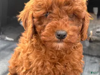 Mini Goldendoodle dogs Mini Goldendoodle Puppy 1 - Ad 6