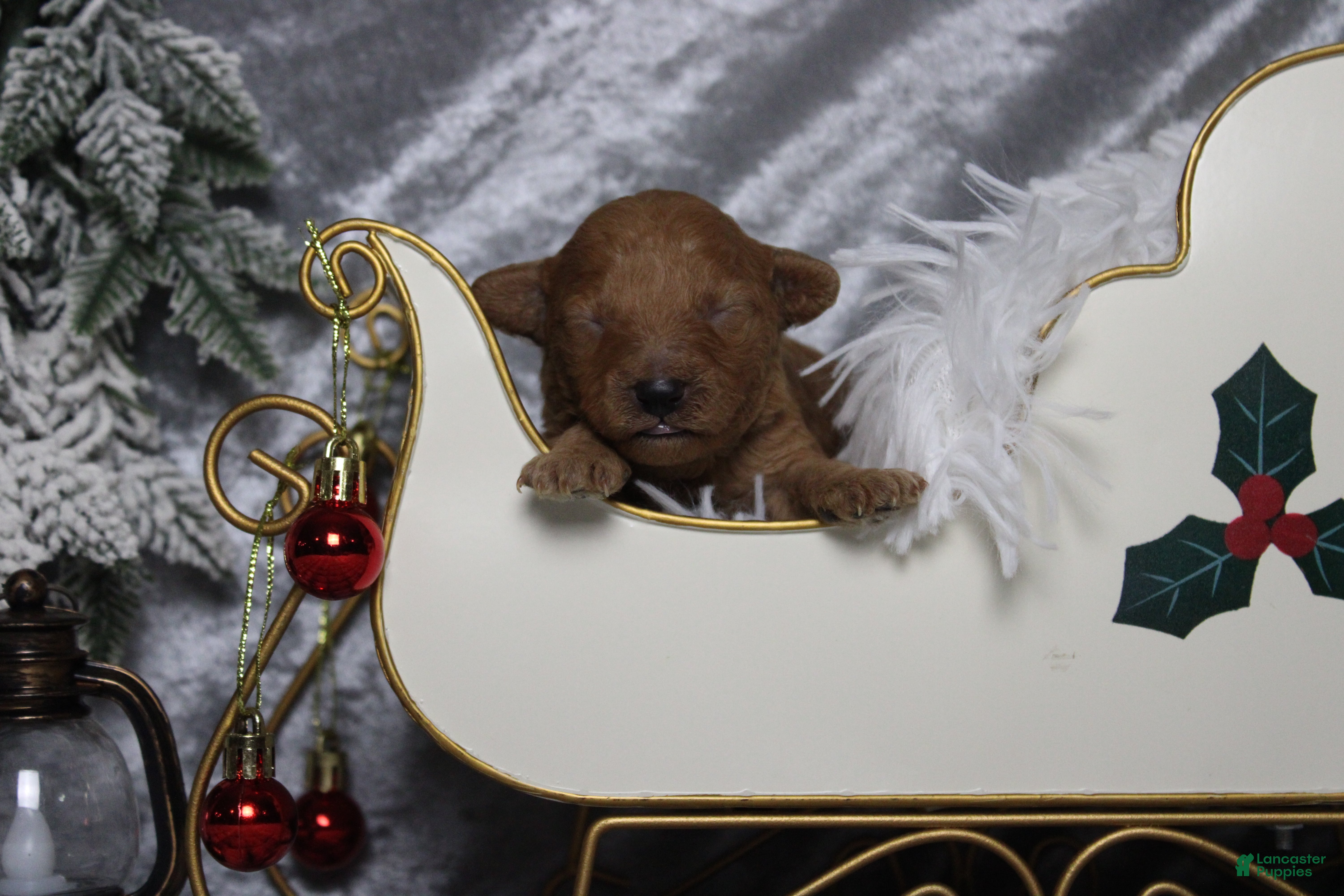 Toy Poodle dogs Ruby - Ad 12