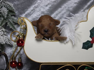 Toy Poodle dogs Ruby - Ad 29
