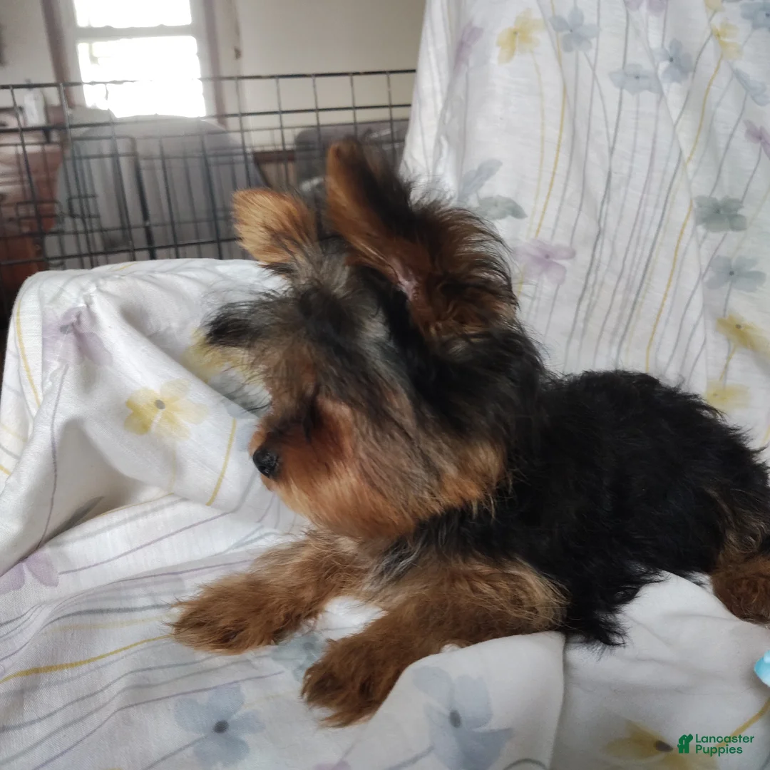 Yorkshire Terrier dogs for sale: Jude - Ad 4