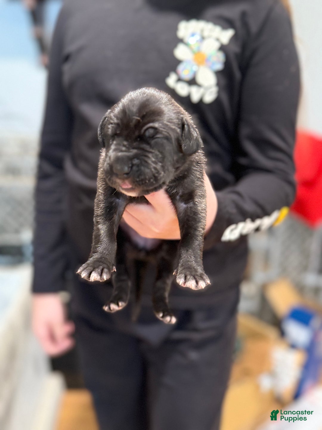 Great Dane dogs for sale: Brindle female 2 - Ad 2