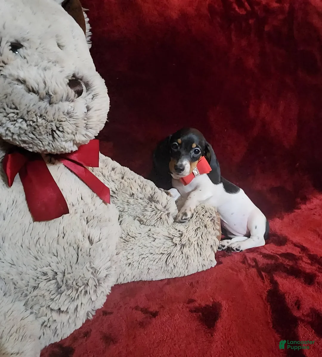 Miniature Dachshund dogs for sale: CHEYENNE - Ad 2