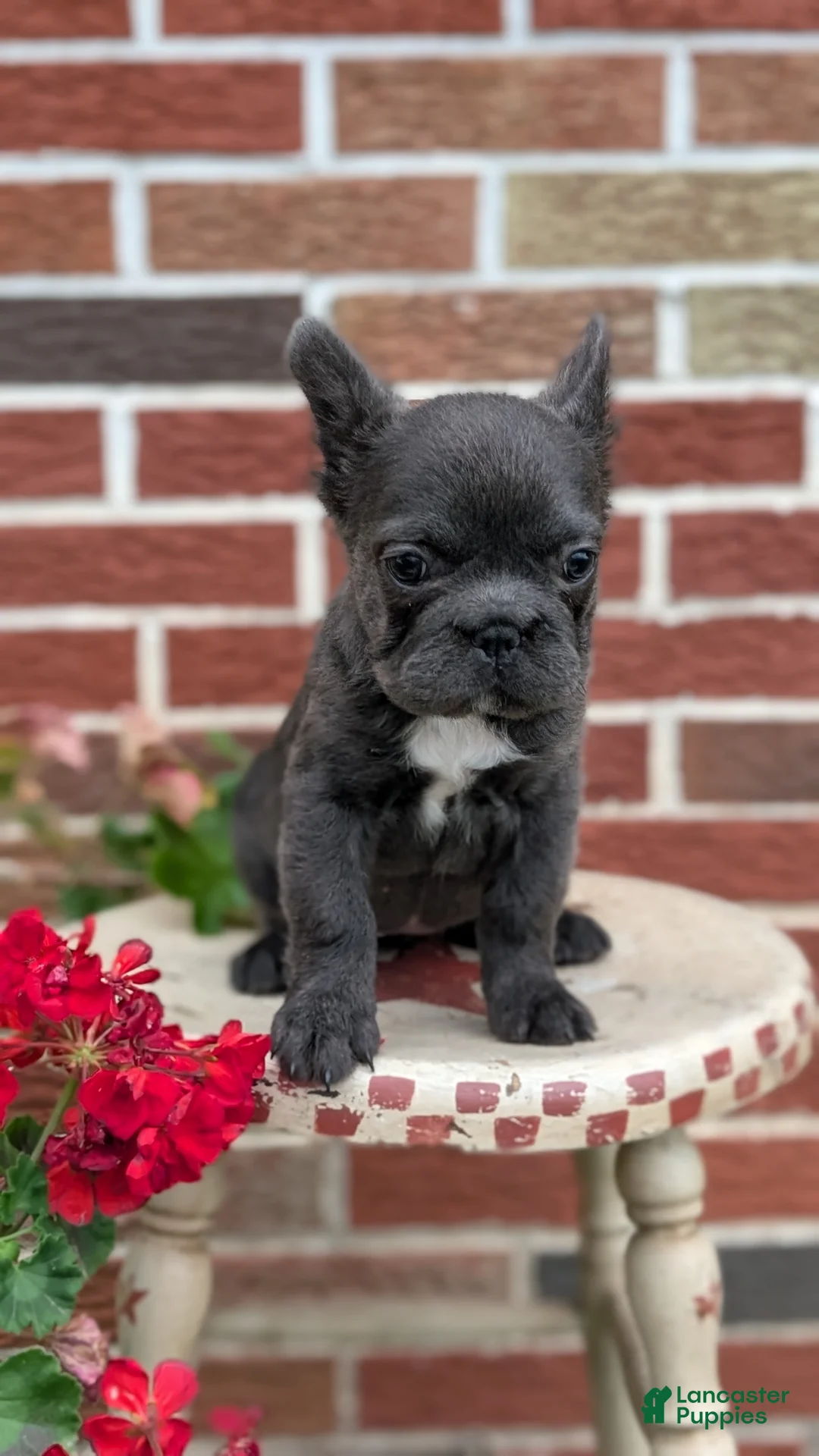 French Bulldog dogs for sale: Eden - Ad 2