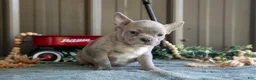 Mixed Breed dogs for sale: Betsy - Ad 2