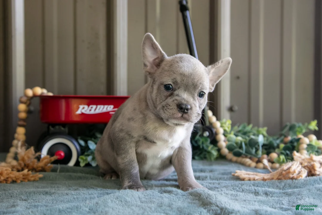 Mixed Breed dogs for sale: Betsy - Ad 2