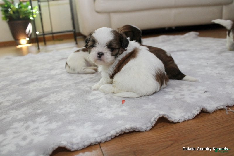 Malshi dogs Bella - Ad 1