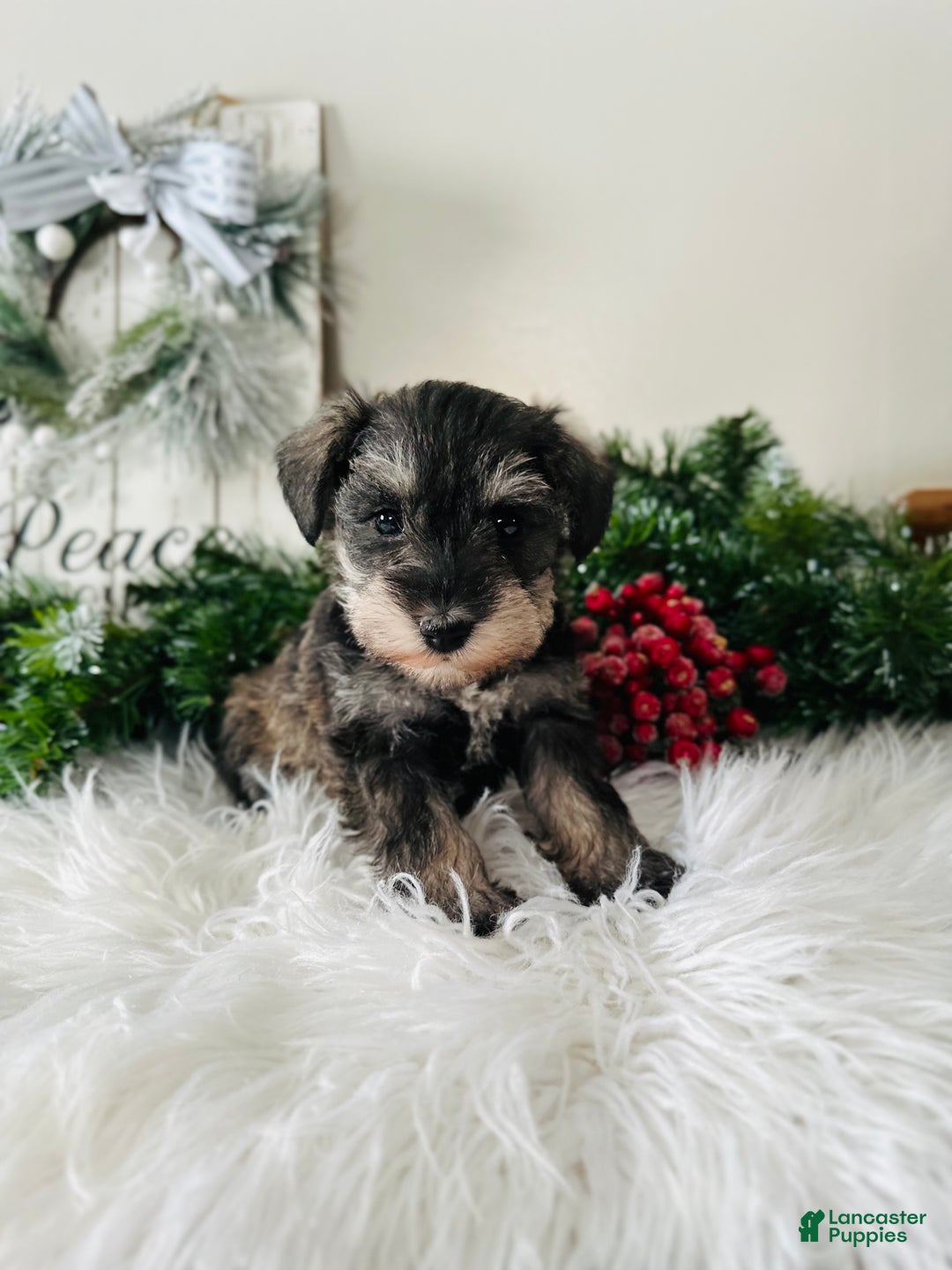 Miniature Schnauzer dogs for sale: Lyla - Ad 1