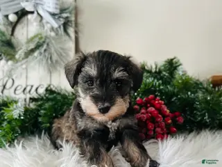 Miniature Schnauzer dogs Lyla - Ad 11
