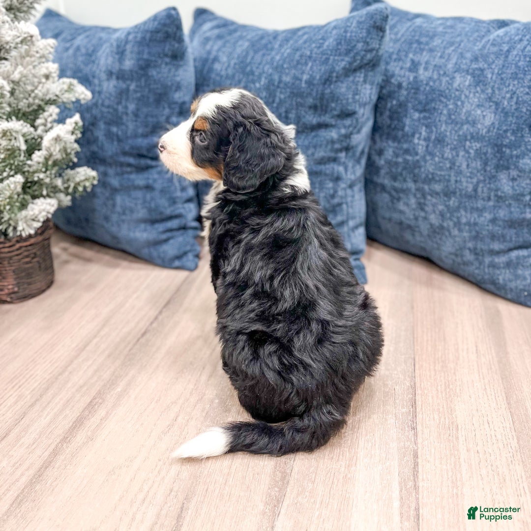 Mini Bernedoodle dogs for sale: Maddie - Ad 5