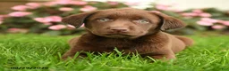 Labrador Retriever dogs for sale: Stella - Ad 3
