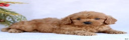 Mini Goldendoodle dogs for sale: Luca  - Ad 3