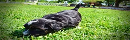 Havapoo dogs for sale: Taz - Ad 13
