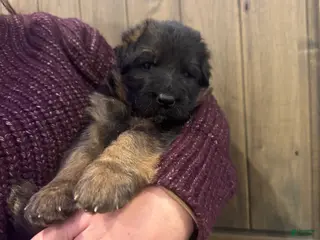 German Shepherd dogs Babette - Ad 24