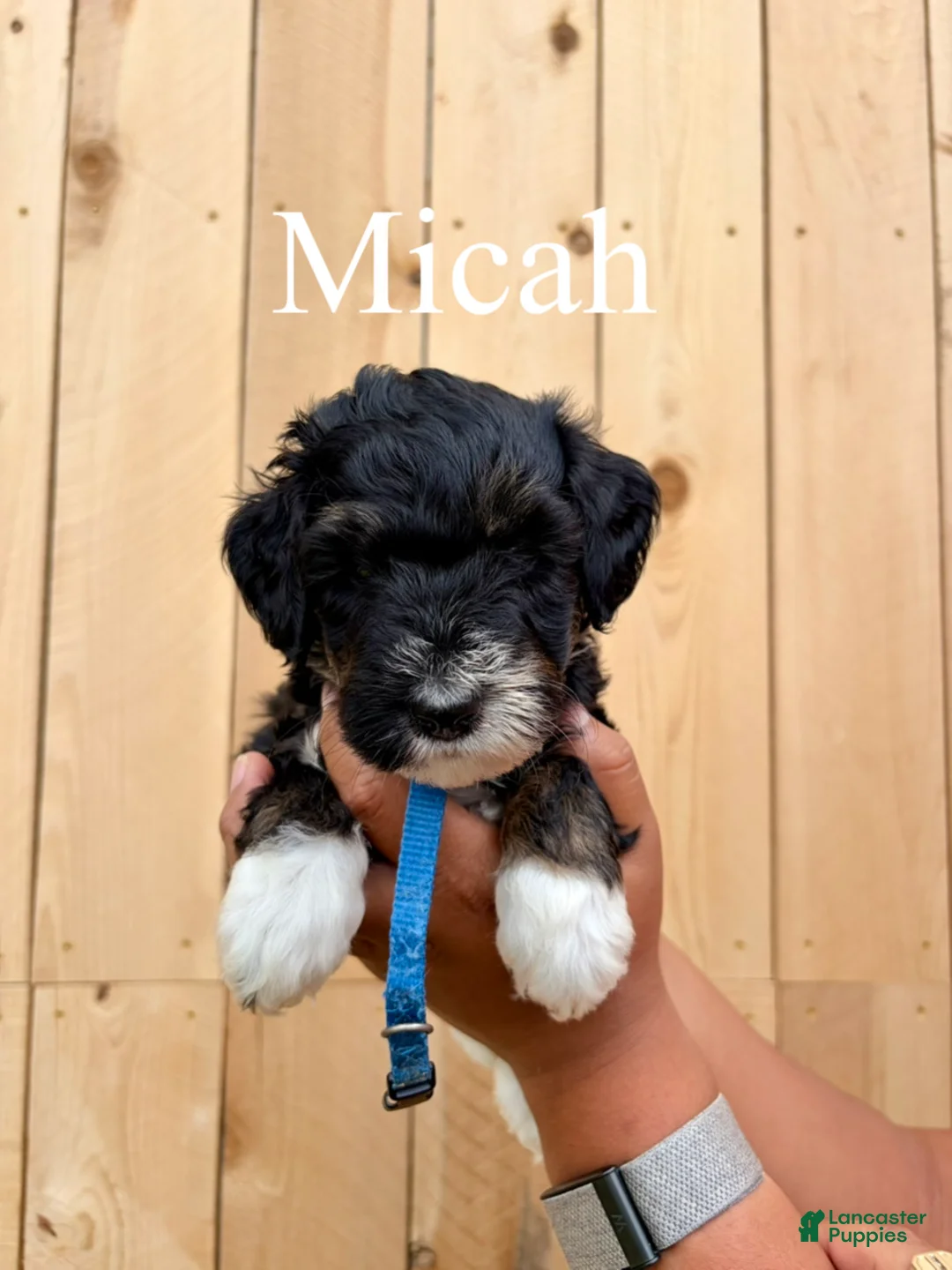 Mixed Breed dogs for sale: Micah - Ad 2