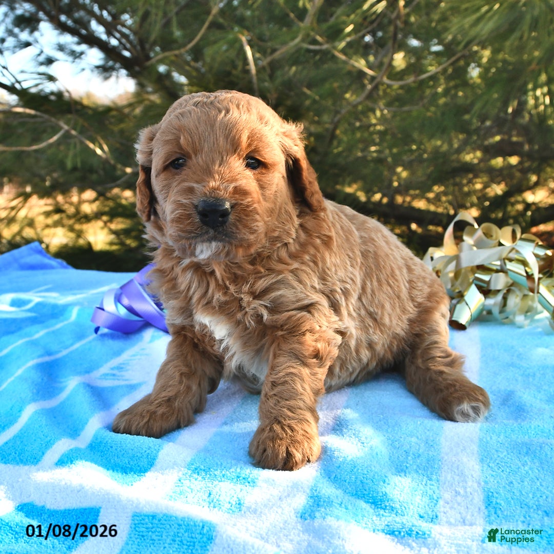 Mini Goldendoodle dogs for sale: Oreo - Ad 2