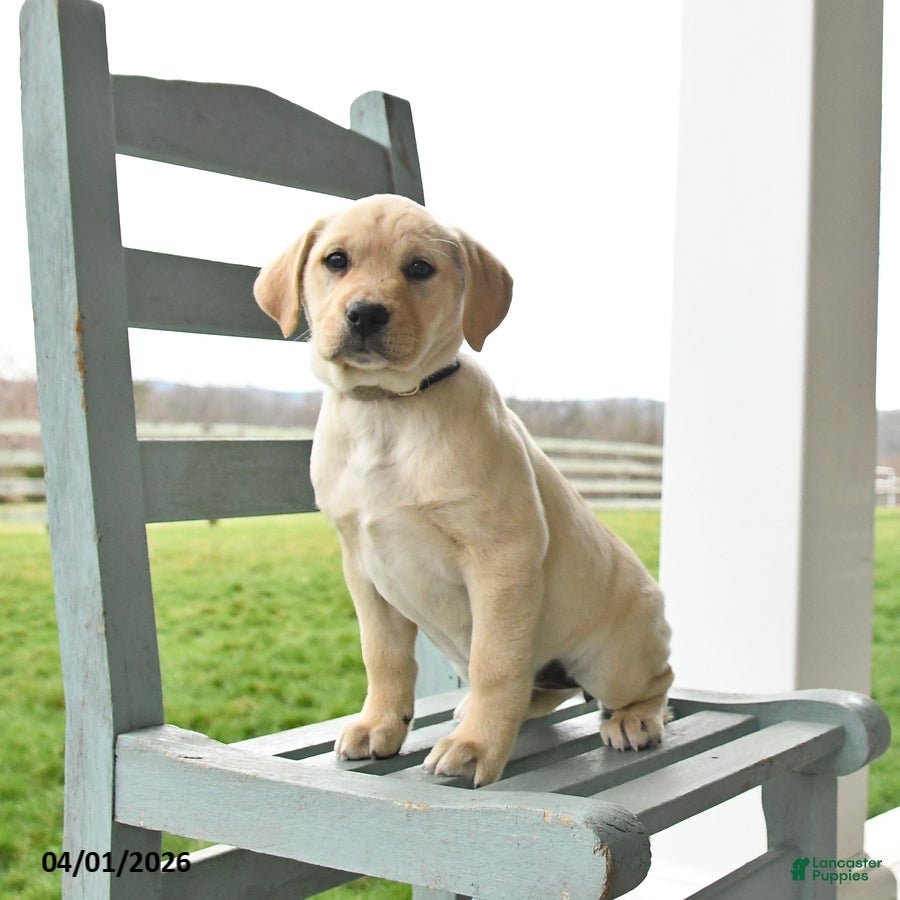 Mixed Breed dogs Macy - Ad 1