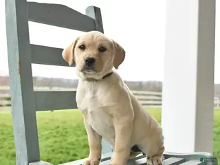 Mixed Breed dogs for sale: Macy - Ad 1