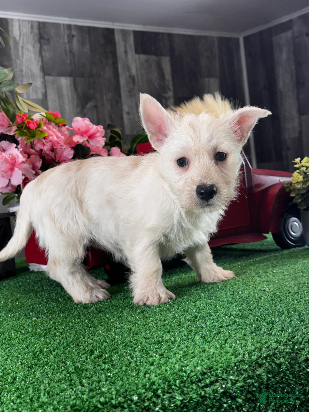 West Highland Terrier dogs for sale: Willow  - Ad 2