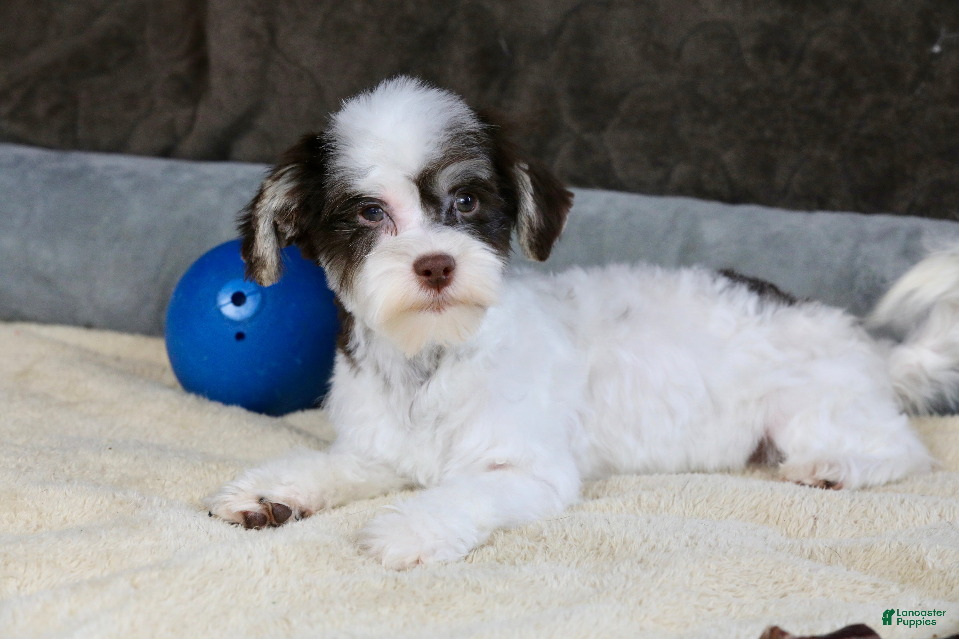 Havanese dogs Fruitcake - Ad 2