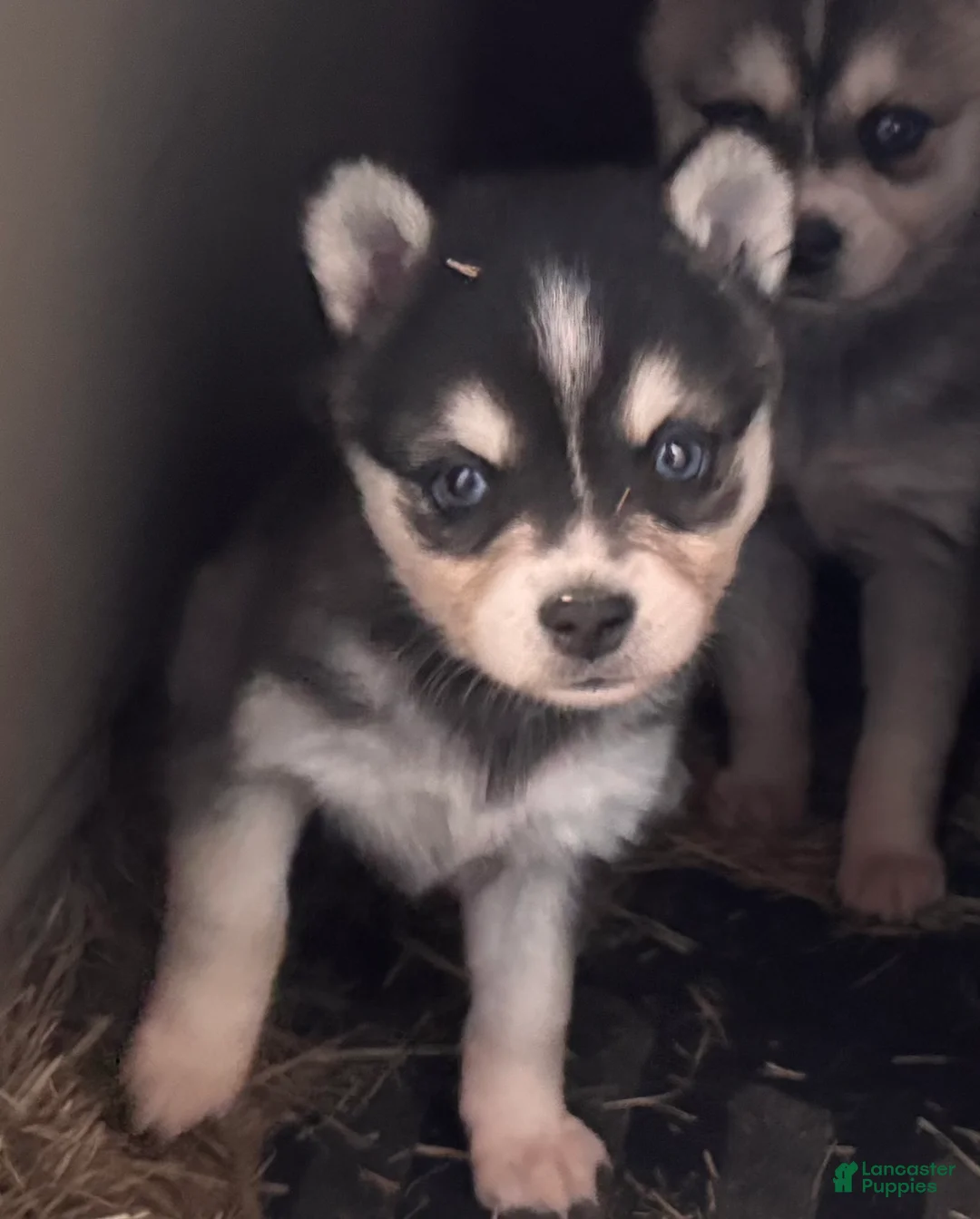 Alaskan Klee Kai dogs for sale: Lily - Ad 6
