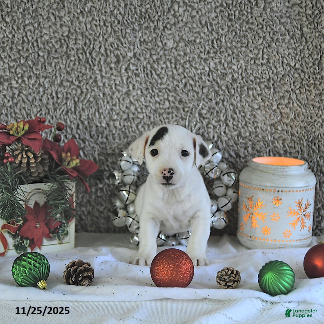 Jack Russell Terrier dogs for sale: Toby - Ad 1