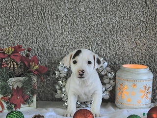 Jack Russell Terrier dogs Toby - Ad 14