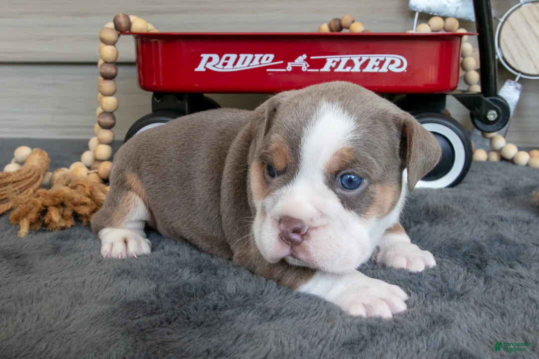 Beabull dogs for sale: Nelly - Ad 3