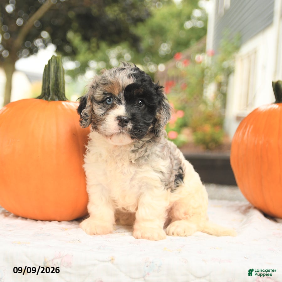 Cavapoo dogs Flora   - Ad 1