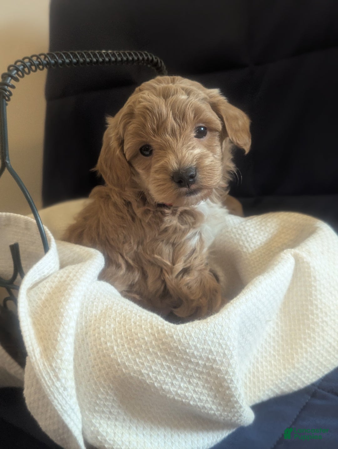 Mini Goldendoodle dogs for sale: Natalie - Ad 2