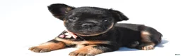 French Bulldog dogs for sale: Petunia  - Ad 9