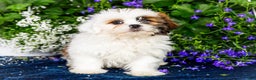 Shih Tzu dogs for sale: Jude - Ad 25