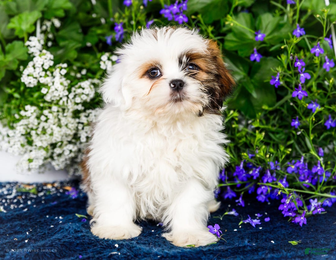 Shih Tzu dogs for sale: Jude - Ad 25