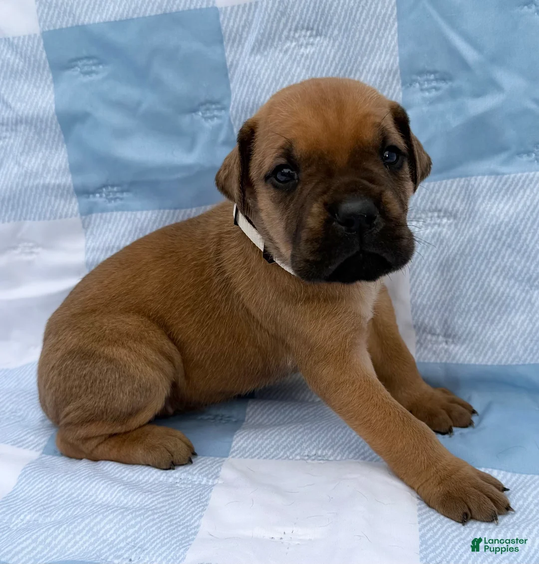 Cane Corso dogs for sale: Cane Corso 4 - Ad 1