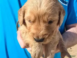 Golden Retriever dogs Patriot - Ad 4