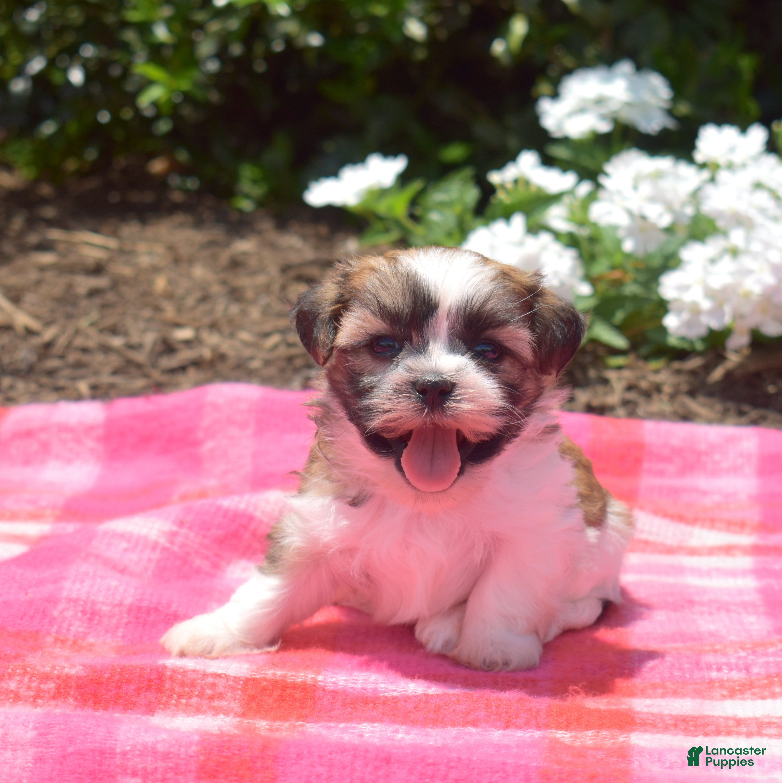 Teddy Bear dogs Chipmunk  - Ad 2