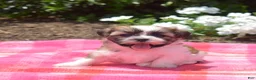 Teddy Bear dogs for sale: Chipmunk  - Ad 2
