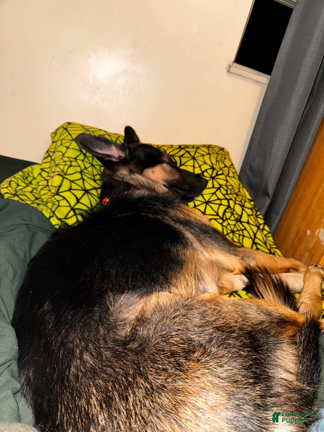 Mixed Breed dogs for sale: Knox - Ad 7