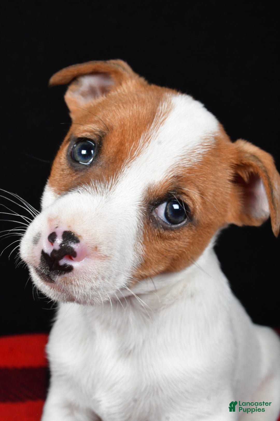 Jack Russell Terrier dogs for sale: Thunder - Ad 3