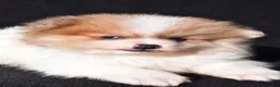 Pomeranian dogs for sale: Indie - Ad 5