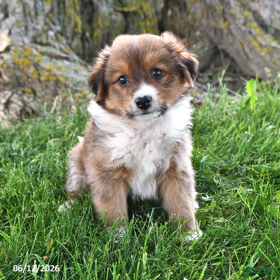 Mixed Breed dogs Ryder - Ad 1