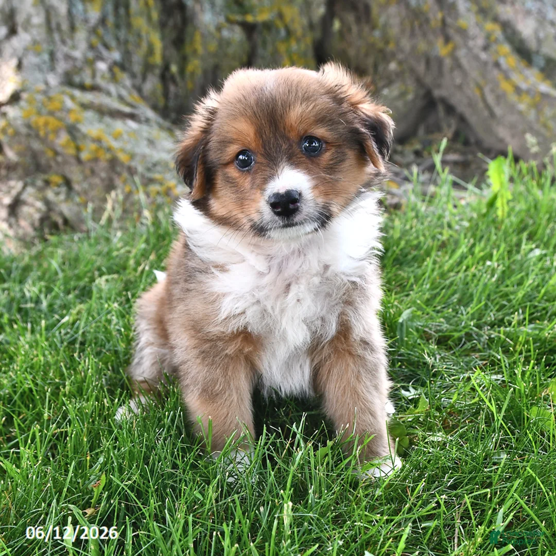 Mixed Breed dogs for sale: Ryder - Ad 1