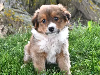 Mixed Breed dogs for sale: Ryder - Ad 3